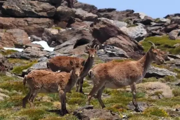 de top van de Mulhacén (3.479 m),